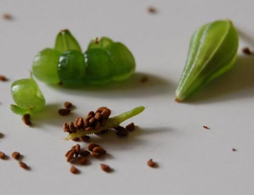 Бальзамин цветок. Бальзамин — украшение нижнего яруса: описание, сорта, посадка и рекомендации по уходу (60 Фото  Видео) +Отзывы