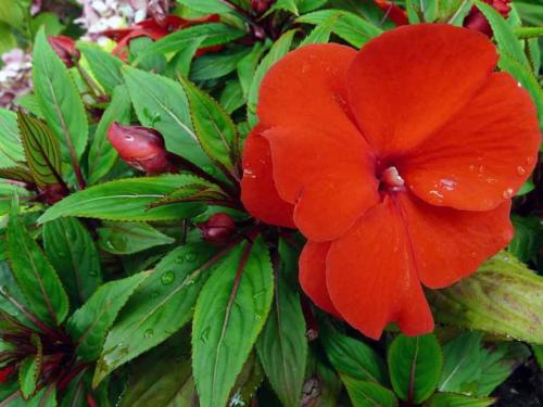 Бальзамин цветок. Бальзамин — украшение нижнего яруса: описание, сорта, посадка и рекомендации по уходу (60 Фото  Видео) +Отзывы