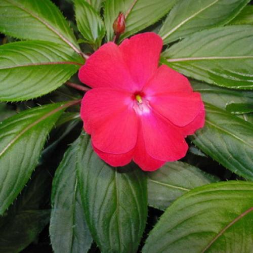 Бальзамин, как называют в народе. Бальзамин 06 Бальзамин, как называют в народе. Бальзамин 06