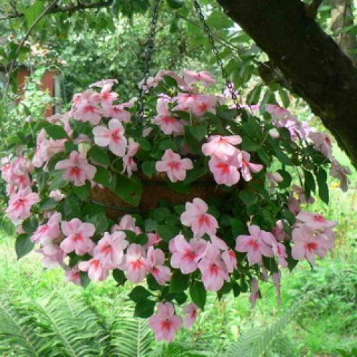 Бальзамин, как называют в народе. Бальзамин 11 Бальзамин, как называют в народе. Бальзамин 11