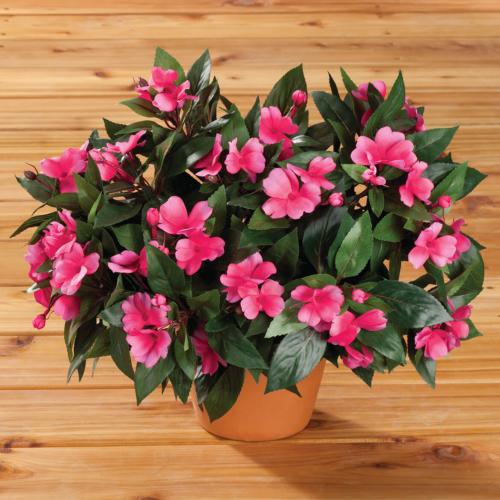 Бальзамин, как называют в народе. Бальзамин