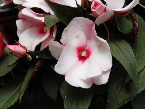 Бальзамин, как называют в народе. Бальзамин 18 Бальзамин, как называют в народе. Бальзамин 18