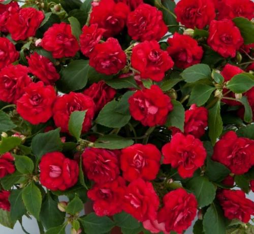 Бальзамин цветок. Бальзамин — украшение нижнего яруса: описание, сорта, посадка и рекомендации по уходу (60 Фото  Видео) +Отзывы