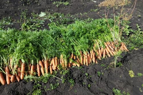 У моркови большая ботва. Зачем и когда срезать