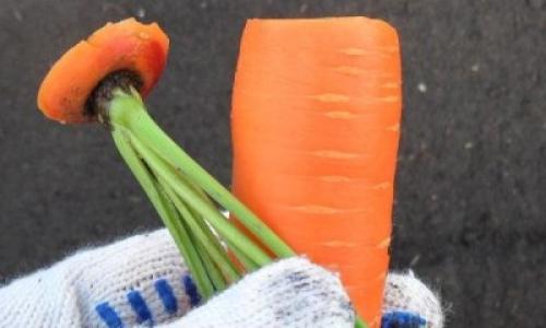 Нужно ли обрезать ботву у моркови. Нужно ли срезать ботву?