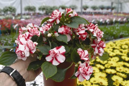 Бальзамин, как называют в народе. Бальзамин