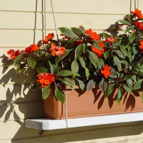 Бальзамин, как называют в народе. Бальзамин 09 Бальзамин, как называют в народе. Бальзамин 09