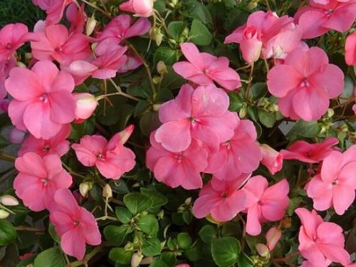 Бальзамин, как называют в народе. Бальзамин 16 Бальзамин, как называют в народе. Бальзамин 16