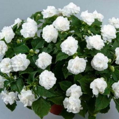 Бальзамин, как называют в народе. Бальзамин 08 Бальзамин, как называют в народе. Бальзамин 08