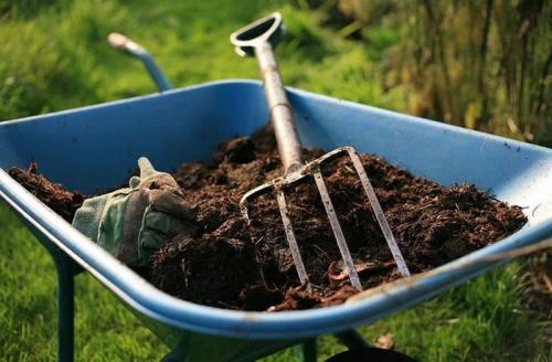 Чем удобрять грушу в 2022 году. Чем можно подкормить грушу, сроки и способы внесения удобрений