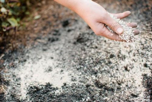 Чем удобрять грушу в 2022 году. Чем можно подкормить грушу, сроки и способы внесения удобрений