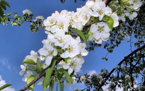 Весенняя подкормка яблонь и груш. Чем подкормить яблони и груши весной?
