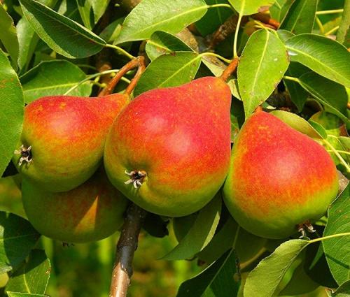 Весенняя подкормка яблонь и груш. Чем подкормить яблони и груши весной?