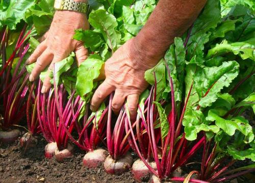 Нужно ли у свеклы обрезать хвостики. Как очистить свеклу перед обрезкой ботвы 08