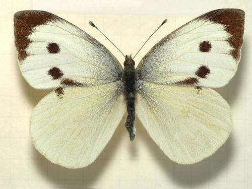 Фитоверм от гусениц на капусте. Гусеницы на капусте — народные средства и препараты. Как избавиться от гусениц