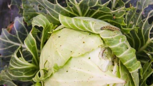 Сода от гусениц на капусте. Чем обработать капусту от гусениц: народные средства