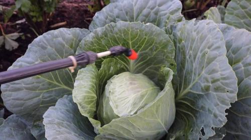 Чем обработать капусту от белокрылки и гусениц. Меры профилактики