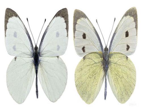 Фитоверм от гусениц на капусте. Гусеницы на капусте — народные средства и препараты. Как избавиться от гусениц