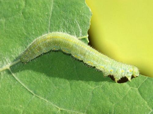 Фитоверм от гусениц на капусте. Гусеницы на капусте — народные средства и препараты. Как избавиться от гусениц