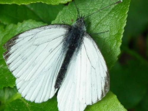 Фитоверм от гусениц на капусте. Гусеницы на капусте — народные средства и препараты. Как избавиться от гусениц
