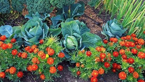 Сода от гусениц на капусте. Чем обработать капусту от гусениц: народные средства