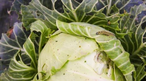 Как бороться с капустными гусеницами. Чем и как обрабатывать капусту от гусениц?
