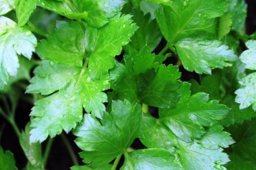 Итальянский гигант: все, что нужно знать о петрушке 02