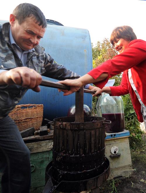 Какие сорта винограда Изабелла наиболее популярны. Откуда взялся сорт