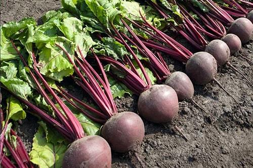 Как и когда убирать свеклу с грядки на хранение. Когда убирать урожай свеклы: оптимальные сроки 11 Как и когда убирать свеклу с грядки на хранение. Когда убирать урожай свеклы: оптимальные сроки 11