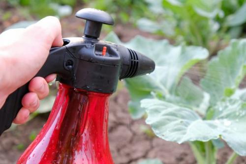 Чем обработать капусту от блошки. Как бороться с капустной блошкой народными методами?