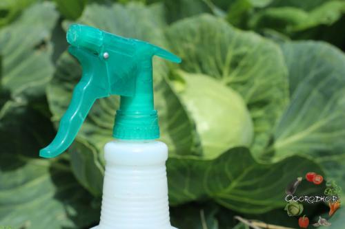 Обработка капусты солью. Уксус от гусениц на капусте и другие народные методы