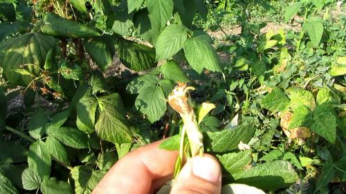 Неправильные методы ухода за малиной на даче: как избежать ошибок 02