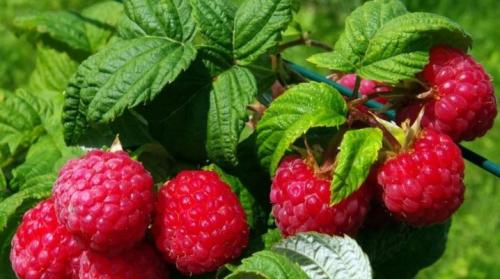 Как правильно посадить малину на даче. Правила и технология посадки малины