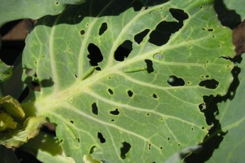 Чем полить капусту от зеленых гусениц. Капустная белянка – основной вредитель капусты 05 Чем полить капусту от зеленых гусениц. Капустная белянка – основной вредитель капусты 05