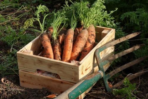 Когда выкапывают морковь. Как правильно и когда убирать урожай моркови: сроки и технология сбора