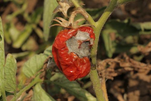 Какие заболевания и вредители могут поражать помидоры серии Золотое чудо. Скручивание листьев