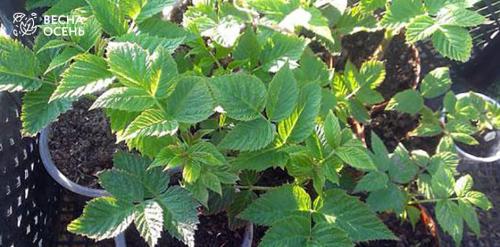 Размножение обычной и ремонтантной малины: основные методы и подходы 02