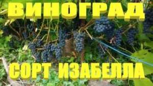 Отличительные характеристики кислотности винограда Изабелла в средней полосе 04 Отличительные характеристики кислотности винограда Изабелла в средней полосе 04