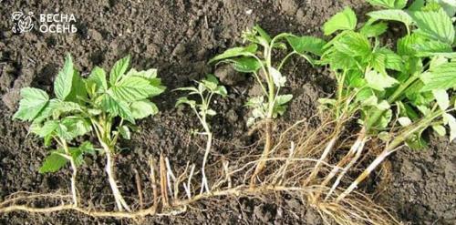 Размножение обычной и ремонтантной малины: основные методы и подходы 03