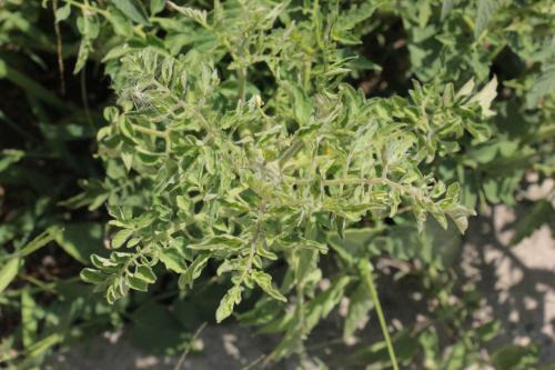 Какие заболевания и вредители могут поражать помидоры серии Золотое чудо. Скручивание листьев