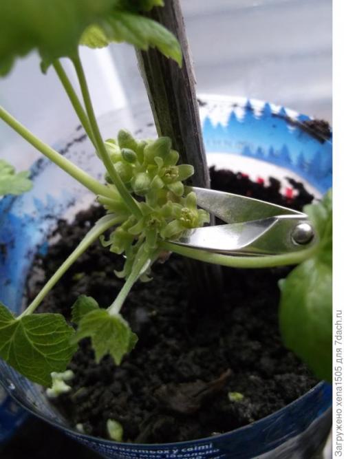 Черенкование черной смородины весной. Черная смородина. Весеннее черенкование