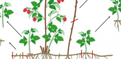 Размножение обычной и ремонтантной малины: основные методы и подходы 01