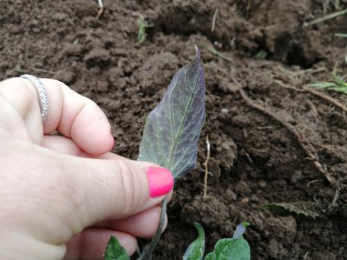 Какие заболевания и вредители могут поражать помидоры серии Золотое чудо. Скручивание листьев