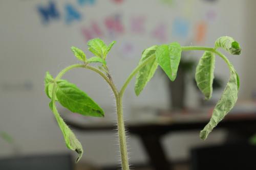 Какие заболевания и вредители могут поражать помидоры серии Золотое чудо. Скручивание листьев