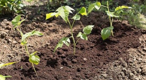 Какие условия необходимы для размножения малины из черенков. Размножение малины черенками осенью