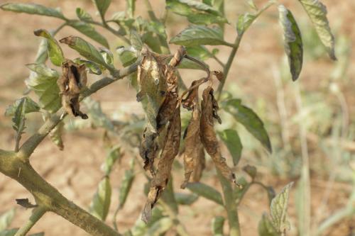 Какие заболевания и вредители могут поражать помидоры серии Золотое чудо. Скручивание листьев