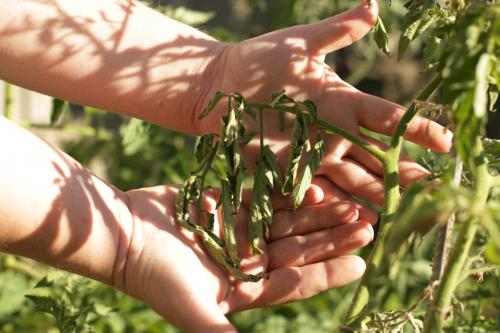 Какие заболевания и вредители могут поражать помидоры серии Золотое чудо. Скручивание листьев