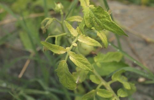 Какие заболевания и вредители могут поражать помидоры серии Золотое чудо. Скручивание листьев