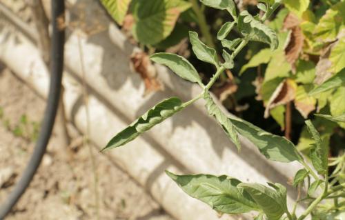 Какие заболевания и вредители могут поражать помидоры серии Золотое чудо. Скручивание листьев