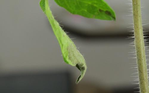 Какие заболевания и вредители могут поражать помидоры серии Золотое чудо. Скручивание листьев